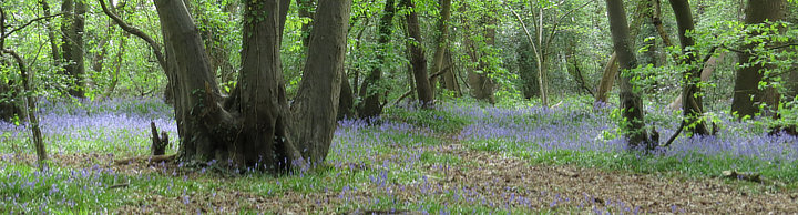 Bluebells